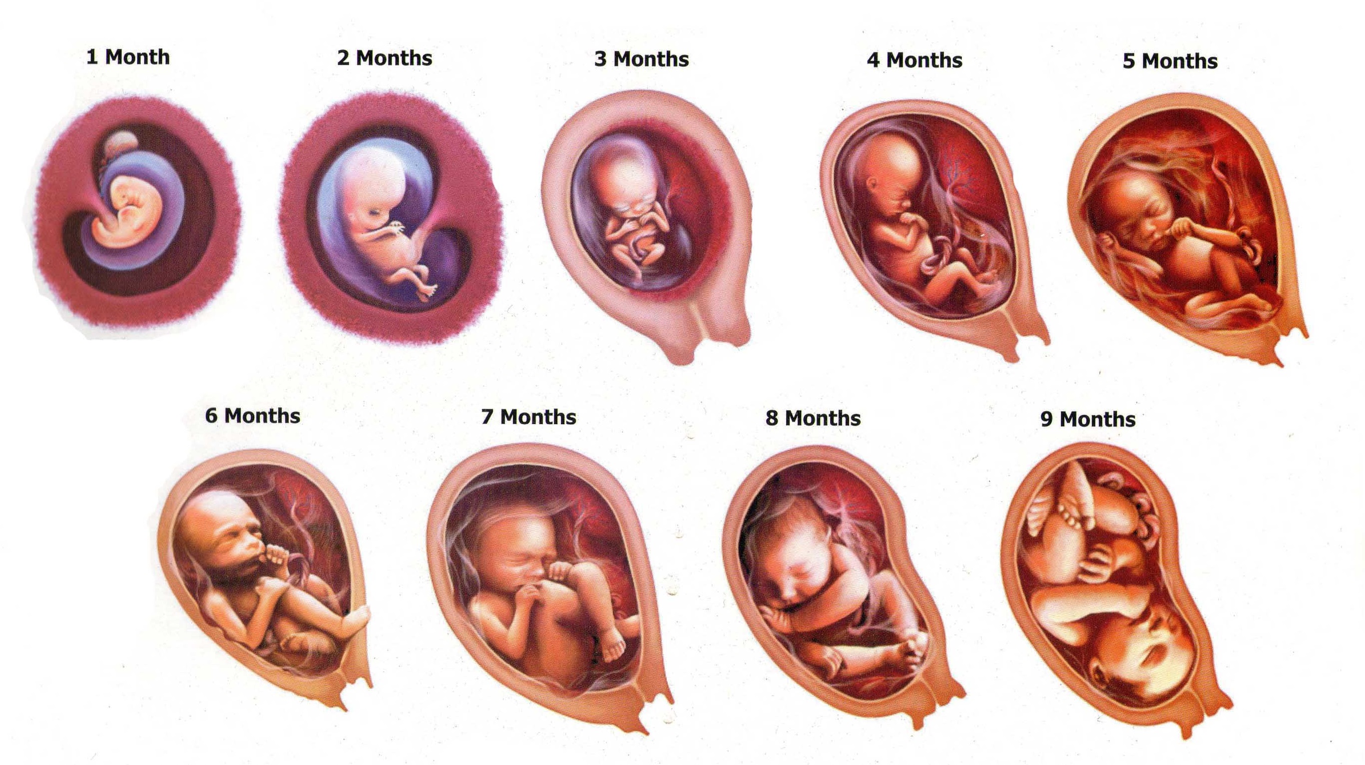 What situations are compare and contrast essays effective herbal abortifacients